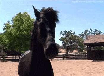 Funny Horse Gif