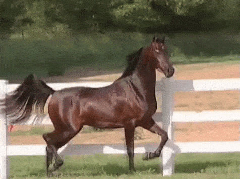 Funny Horse Gif