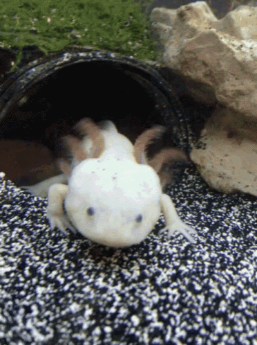 Axolotl Gif