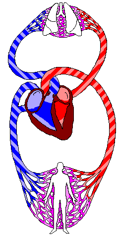 Circulatory System Gif