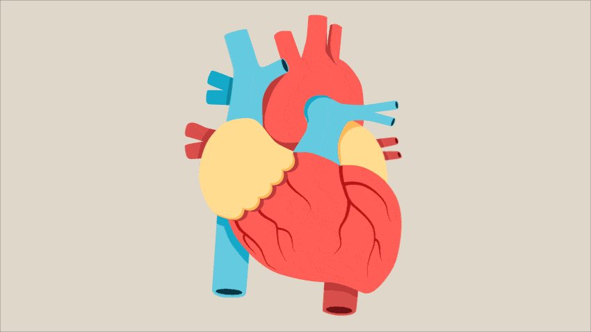 Circulatory System Gif IceGif