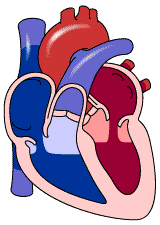 Circulatory System Gif