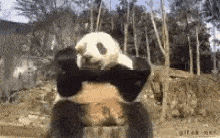 Giant Panda Gif
