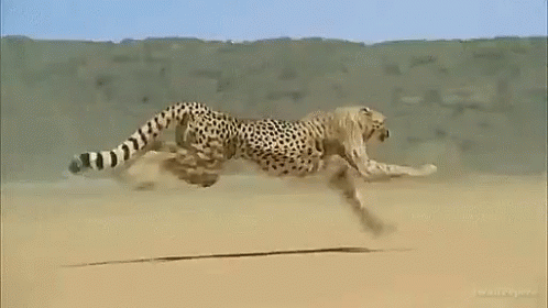 Africa Gif,Dangerous Gif,Animal Gif,Cheetah Gif,Fastest Gif,Iran Gif,Wild Gif
