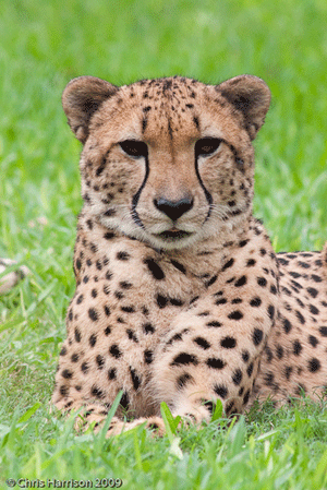 Cheetah Gif
