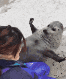 Seal Gif
