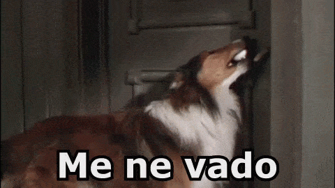 Lassie Gif