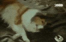 Lassie Gif Lassie Gif