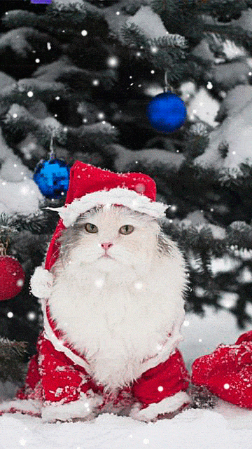 Christmas Cat Gif
