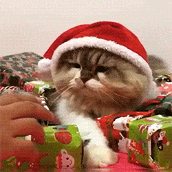 Animated Gif,Celebration Gif,Christmas Cat Gif,Cute Christmas Gif,Cute Christmas Decorations Gif,Festival Gif,Popular Cute Christmas Gif