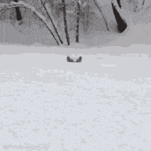 Atmosphere Gif,Ice Crystals Gif,Snow Gif,White Gif,Winter Gif,Within Clouds Gif