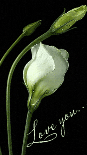I Love You Gif