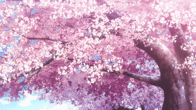 Cherry Blossom Gif - IceGif