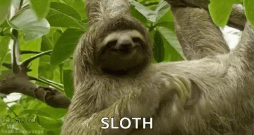 Sloths Gif