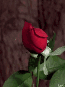Roses Gif