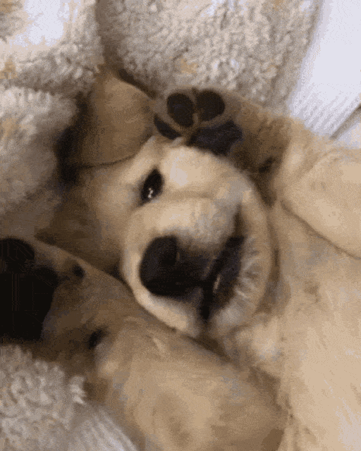 cute puppy puppy gif