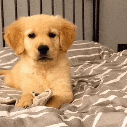 Happy Puppy Animated Gif