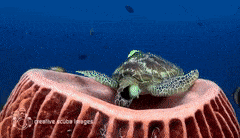 Sea Turtles Gif