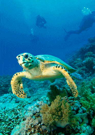 Sea Turtles Gif