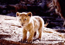 Baby Lion Gif
