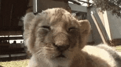 Baby Lion Gif