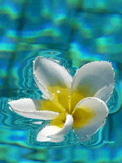 Summer Gif