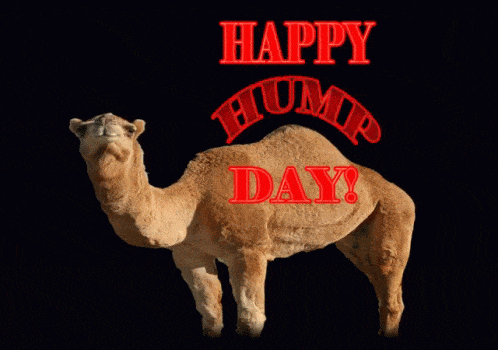 Hump Day Camel Gif