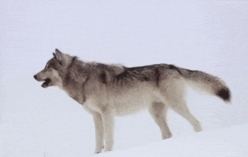 Animal Gif,Canine Gif,Gray Wolves Gif,Large Gif,North America Gif,Wolf Gif
