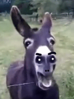 Donkey Gif