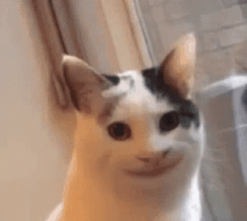 Scared Cat Gif