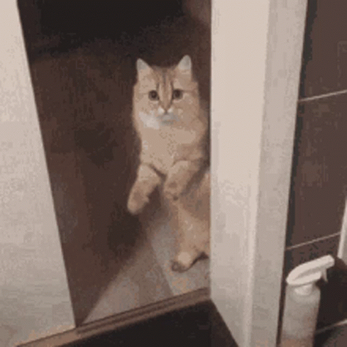 Scared Cat Gif