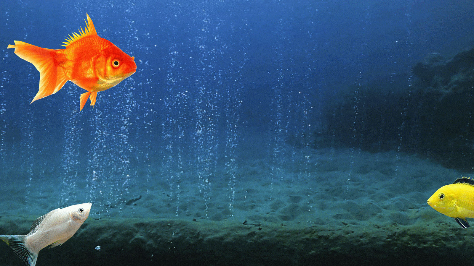 49 Animated Fish Wallpaper  WallpaperSafari