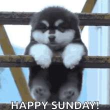 Sunday Gif,Day Gif,Holiday Gif,Rest Day Gif,Saturday And Monday Gif,Week Gif
