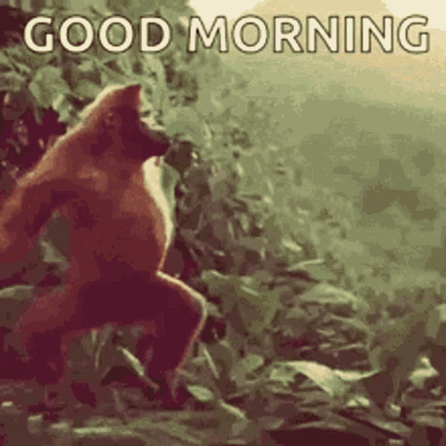 Good Morning Funny Gif