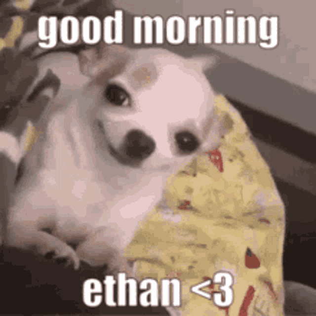 Good Morning Funny Gif IceGif