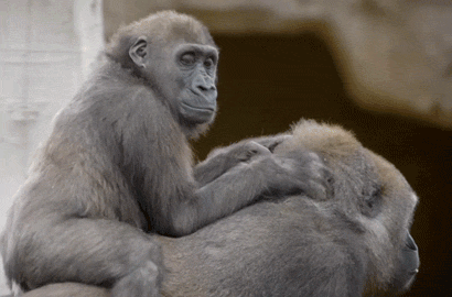 Video Game Gif,Gorilla Tag Gif,Monkey Gif,Play Gif,Virtual Gif