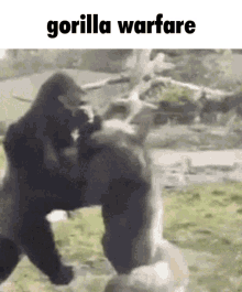 Gorilla Tag Gif