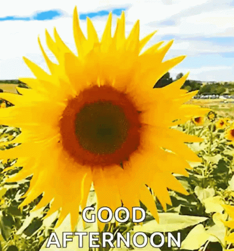 Time Gif,Day Gif,Good Afternoon Gif,Study Gif,Sun Gif,The Hottest Gif,The Sun Is On The Hill Gif