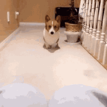 Corgi Gif