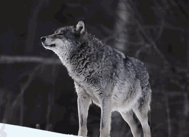 Wolves Gif