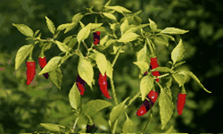 Food Gif,Flowers Gif,Leaves Gif,Seeds Gif,Stems Gif,Tomatoes Gif,Vegetable Gif