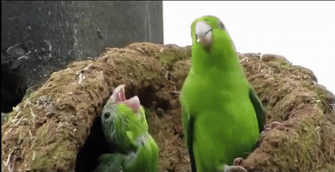 Celebration Gif Celebration Gif