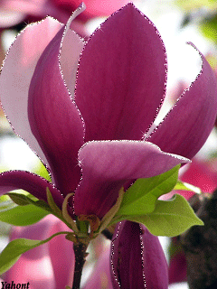 Magnolia Gif