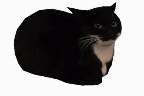 Maxwell The Cat Gif