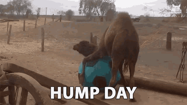 Humpday Gif