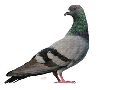 Pigeon Gif