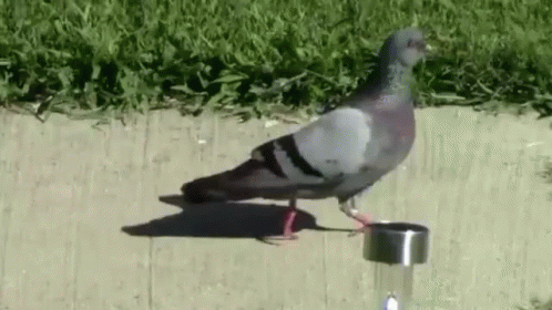 Pigeon Gif