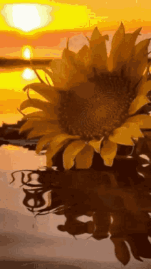 Sunflower Gif