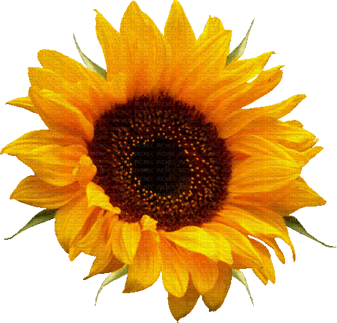 Sunflower Gif