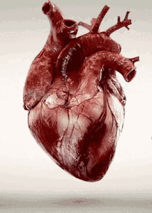 Romantic Gif,Blood Pumps Gif,Heart Gif,Love Gif,Muscular Organ Gif,The Circulatory System Gif